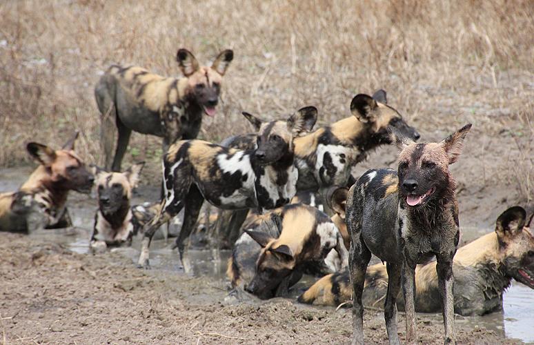 Wildhunde im Selous