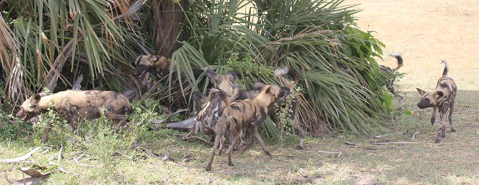 Wildhunde im Selous