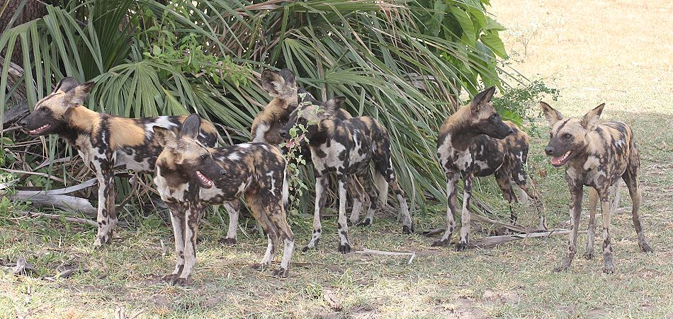 Wildhunde im Selous