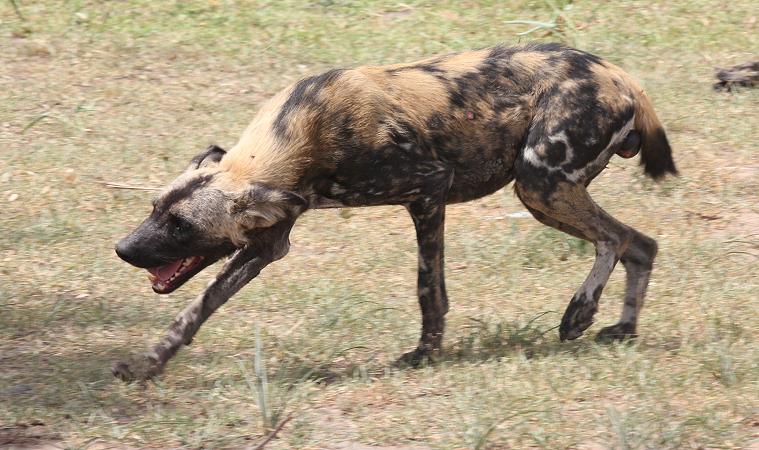 Wildhunde im Selous