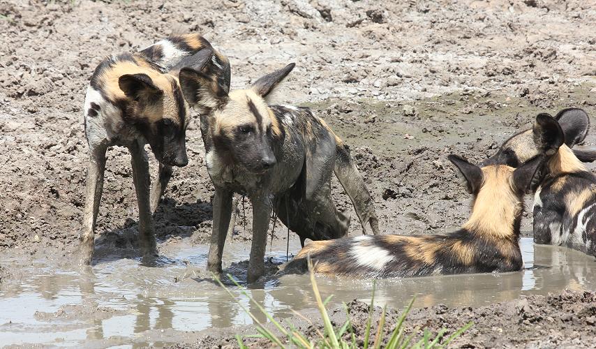 Wildhunde im Selous