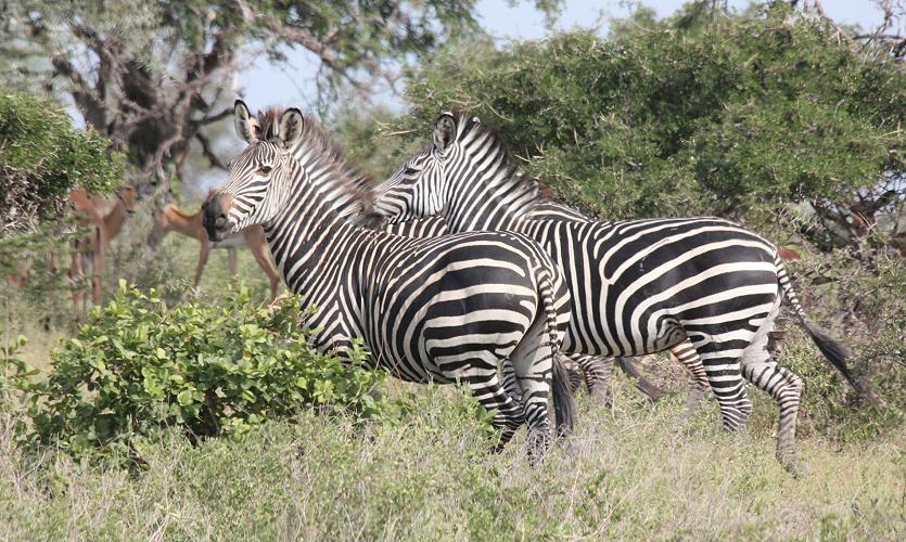Zebras im Selous
