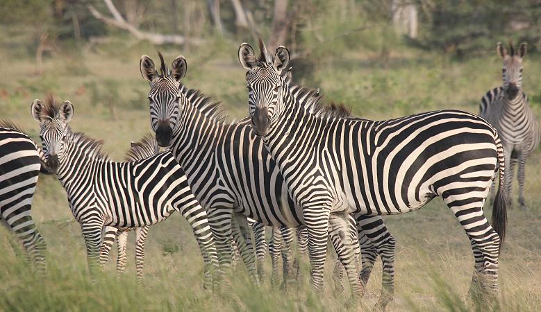 Zebras