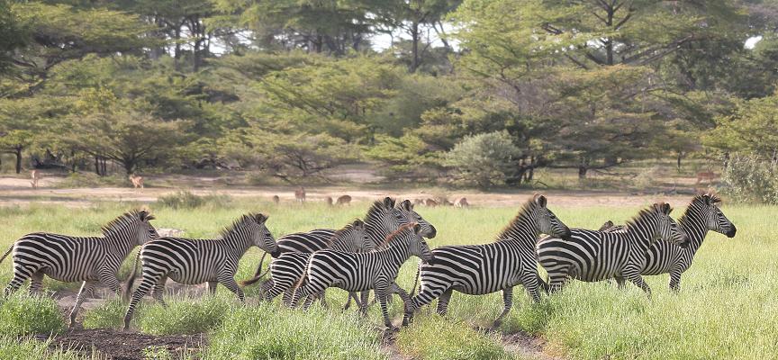 Zebras, Selous