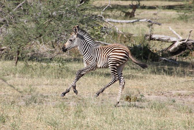 Zebras, Selous