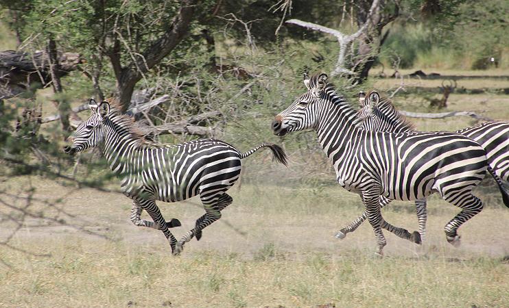 Zebras, Selous