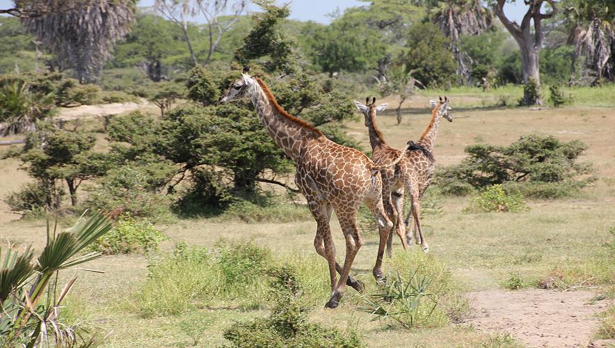 Zebras, Selous