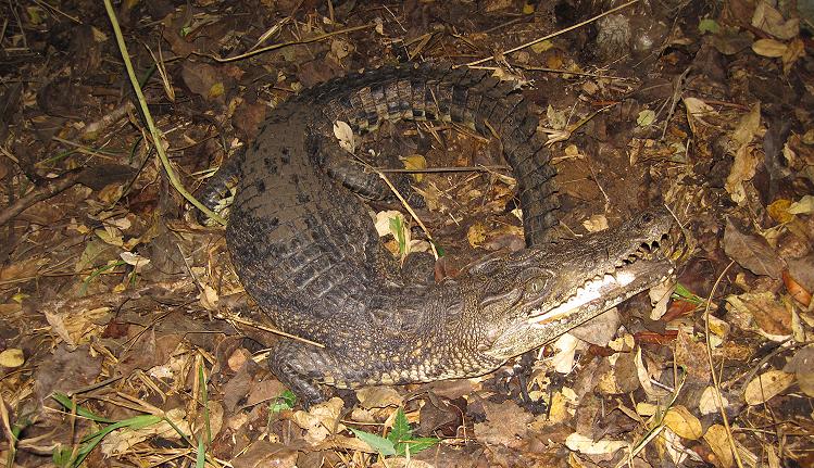 Junges Nilkrokodil, Boko Boko