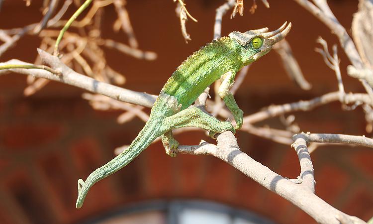 Sandai Farm