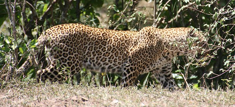 Leopard mit Jungen