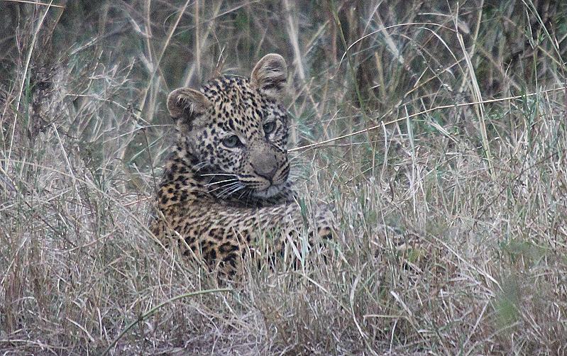 Leopard