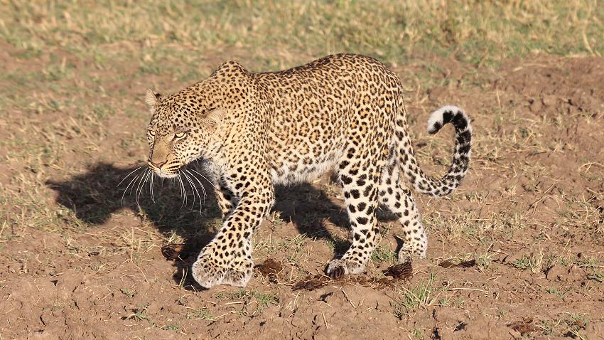 Leopard mit Jungen