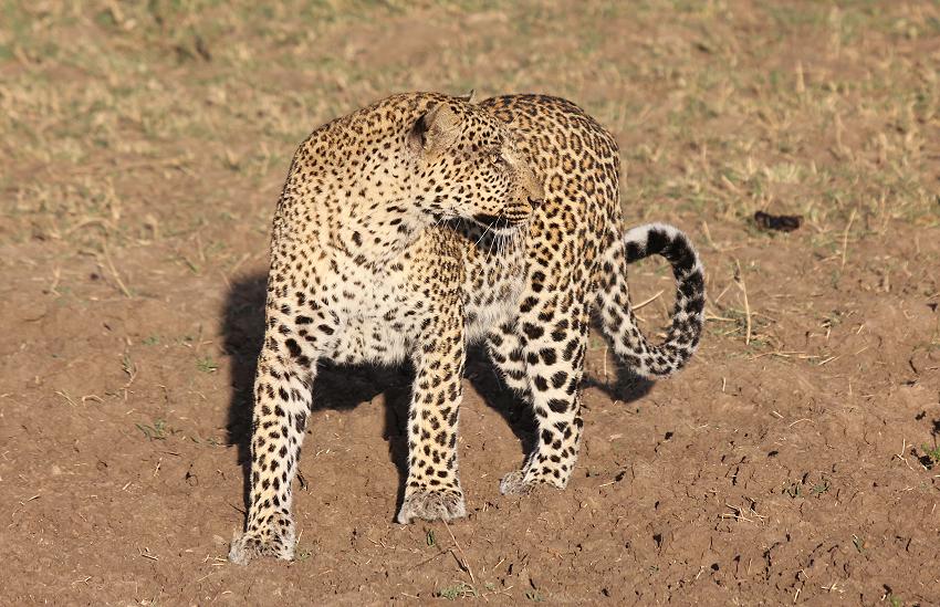 Leopard mit Jungen