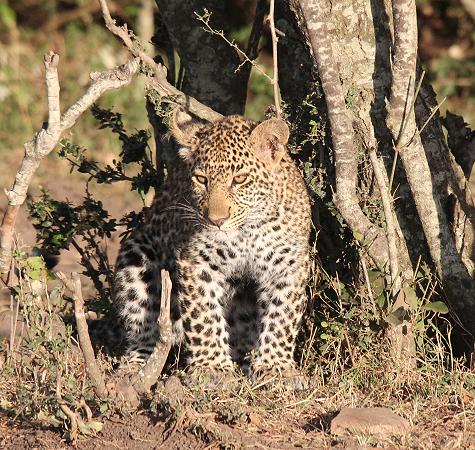 Leopard mit Jungen