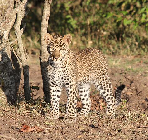 Leopard mit Jungen