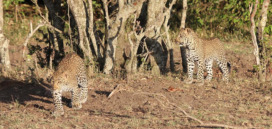 Leopard mit Jungen