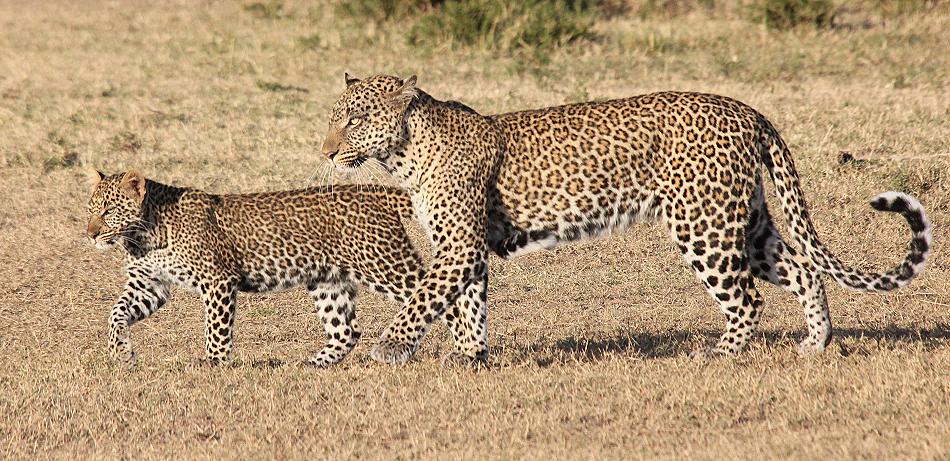 Leopard mit Jungen