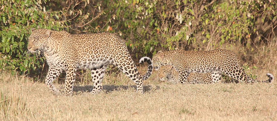 Leopard mit Jungen