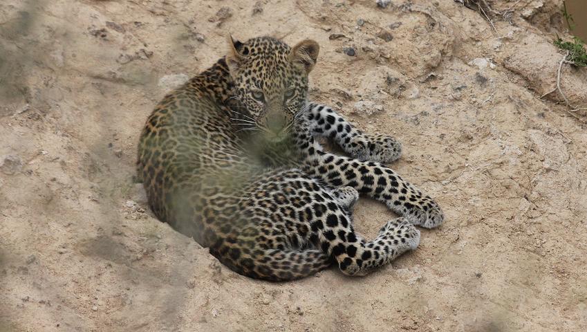 junge Leoparden