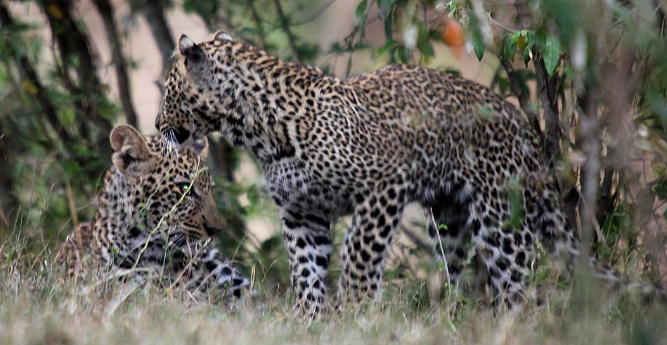 junge Leoparden