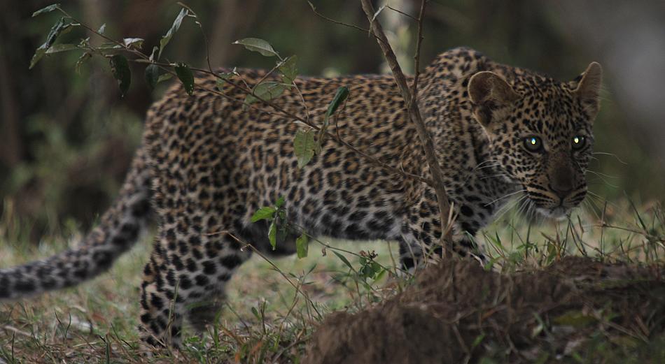 junge Leoparden
