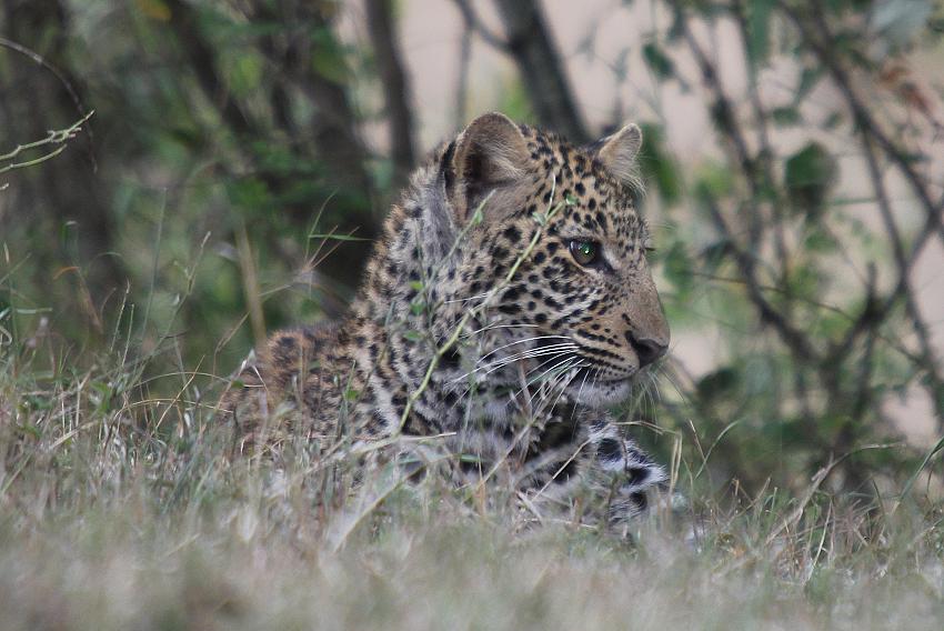 junge Leoparden