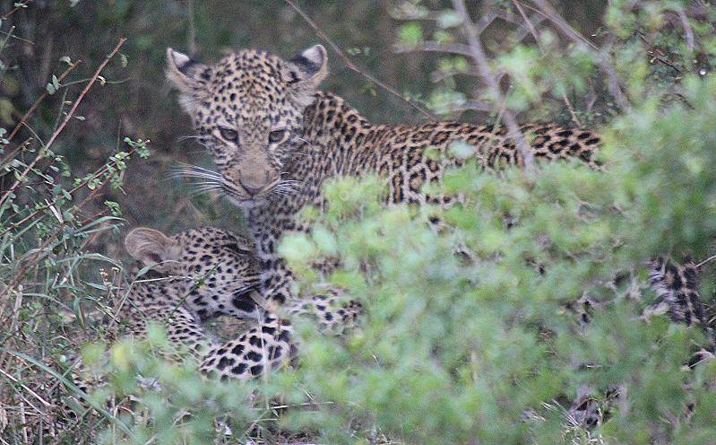 Leopard