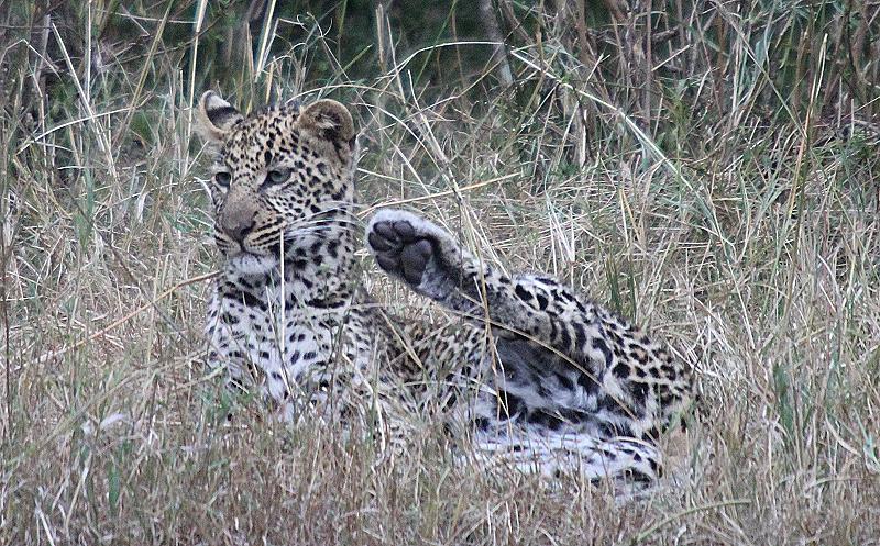 Leopard