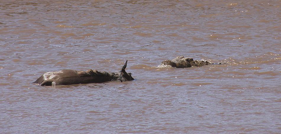 Wildebeest Migration, Masai Mara 2015