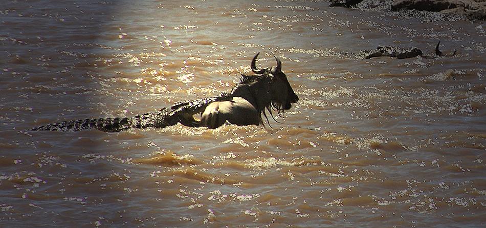 Wildebeest Migration, Masai Mara 2015