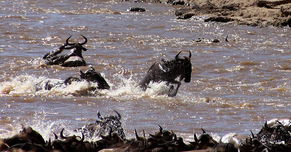 Gnu Wanderung, Masai Mara 2015