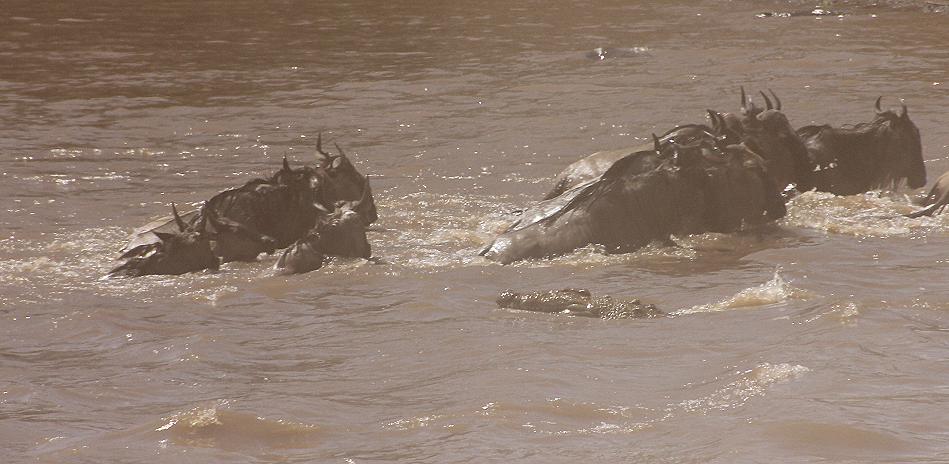 Gnu Wanderung, Masai Mara 2015