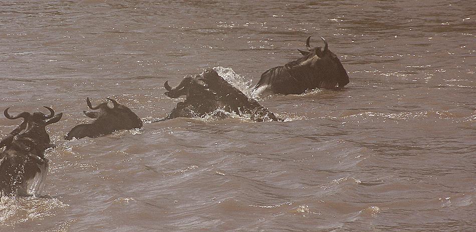 Gnu Wanderung, Masai Mara 2015