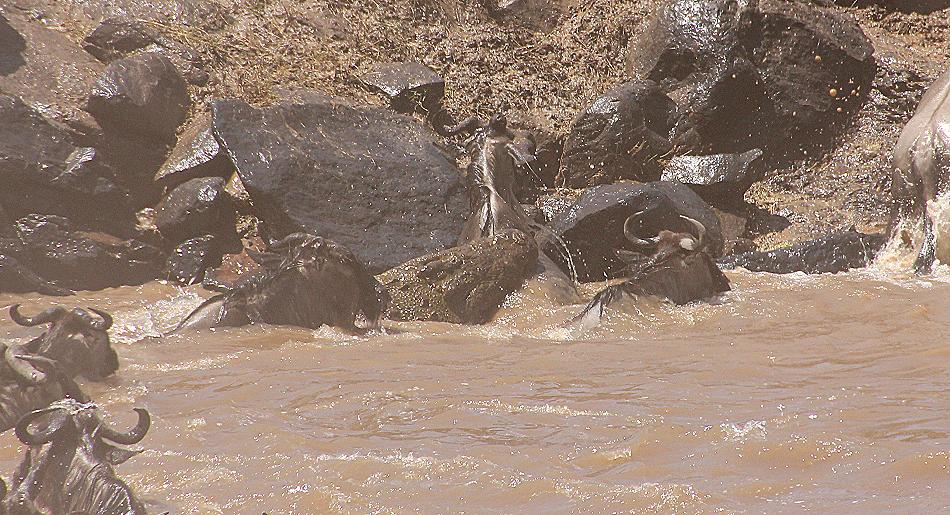 Gnu Wanderung, Masai Mara 2015