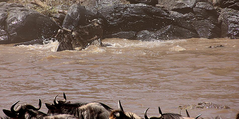 Gnu Wanderung, Masai Mara 2015