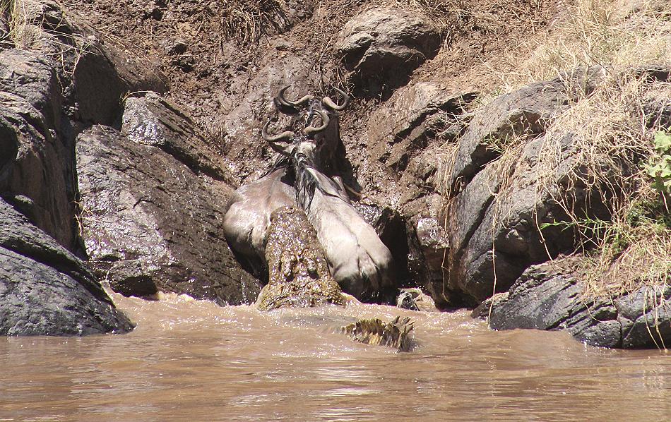 Gnu Wanderung, Masai Mara 2015