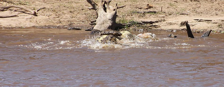 Gnu Wanderung, Masai Mara 2015