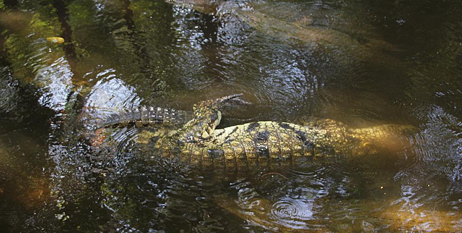 Nilkrokodile bei der Paarung, Haller Park