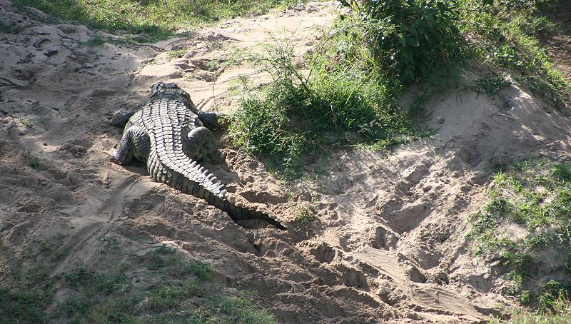 Nilkrokodil auf Gelege
