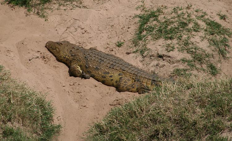 Nilkrokodil