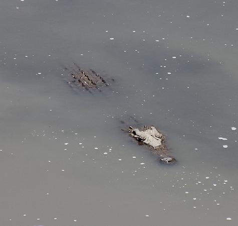 Nilkrokodil
