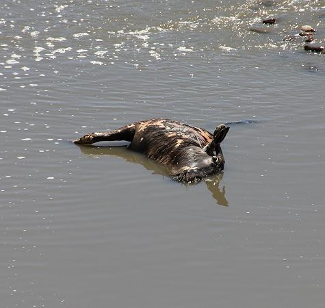 Nilkrokodil