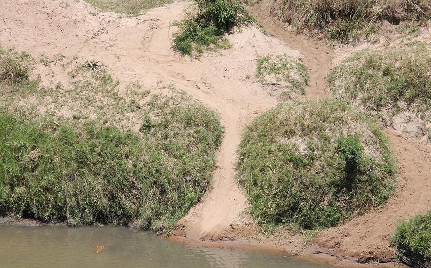 Krokodil am Talek Fluss