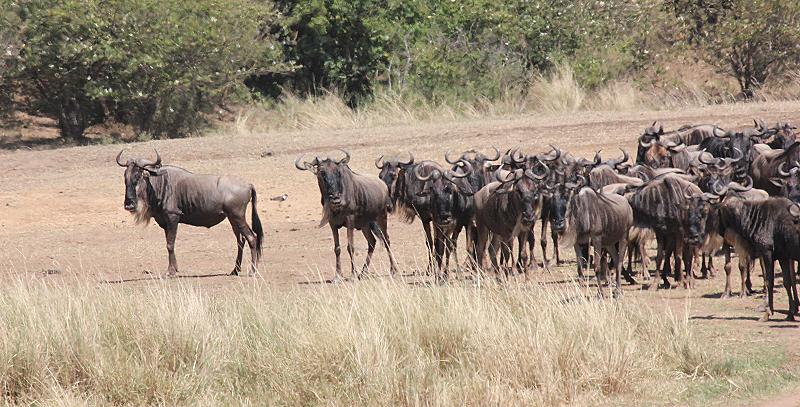 wildebeest migration 2015 - Mara