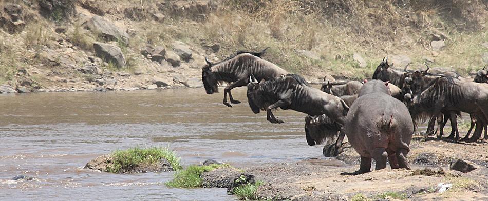 wildebeest migration 2015 - Mara