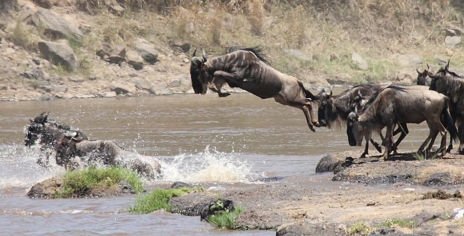 wildebeest migration 2015 - Mara