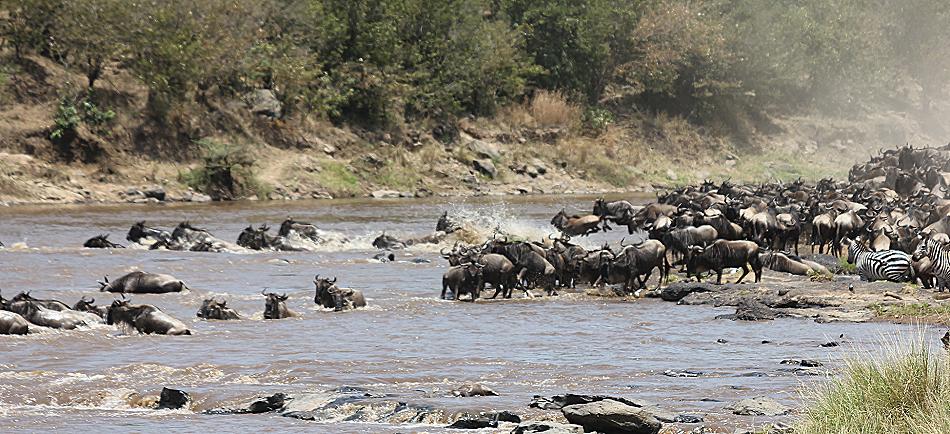 wildebeest migration 2015 - Mara