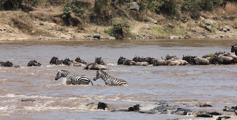 wildebeest migration 2015 - Mara