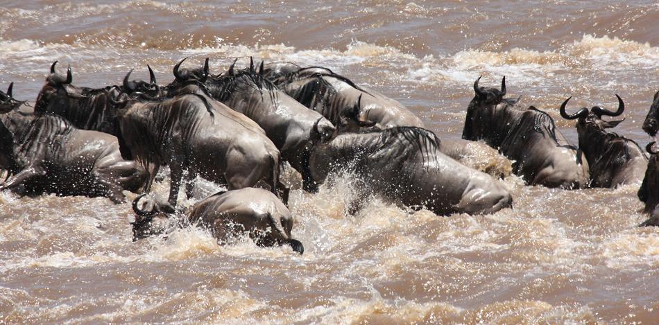 wildebeest migration 2015 - Mara