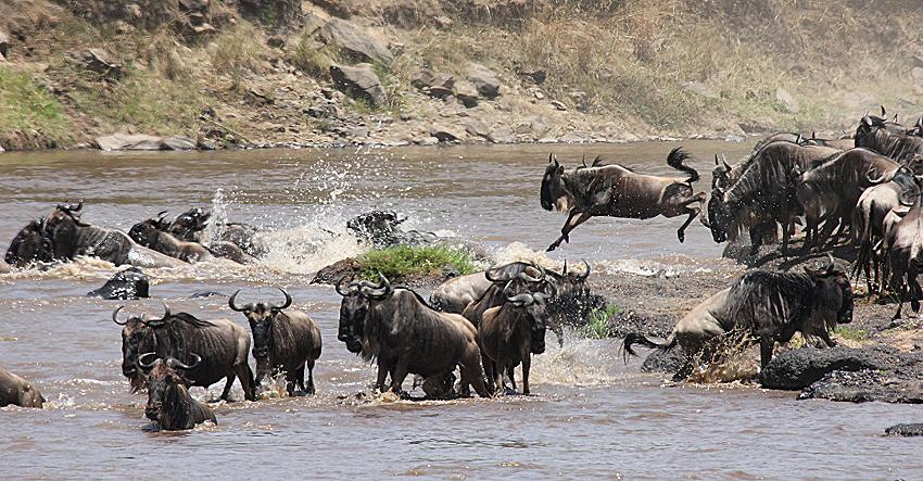 wildebeest migration 2015 - Mara